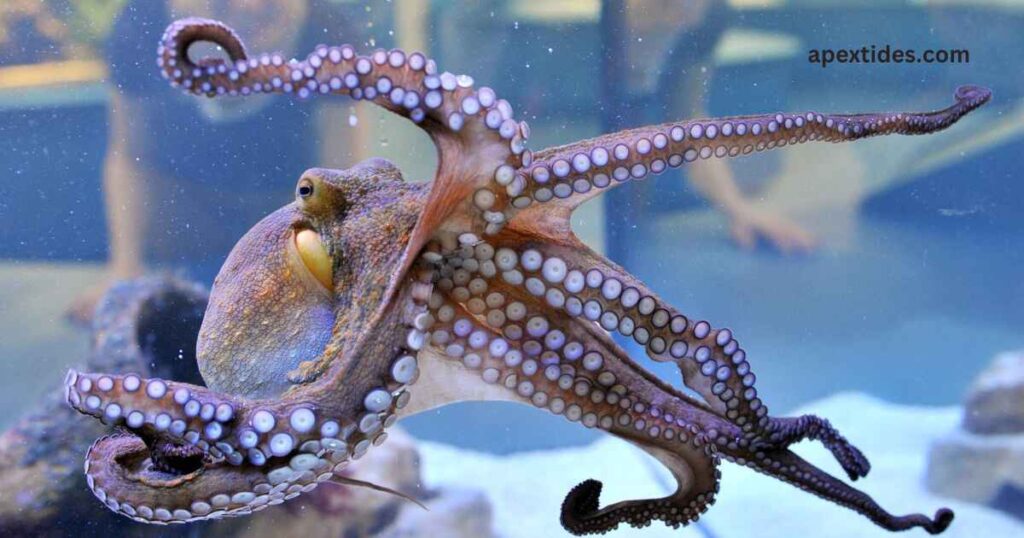 An octopus gracefully swims in an aquarium, showcasing its vibrant colors and unique form in the sea world.